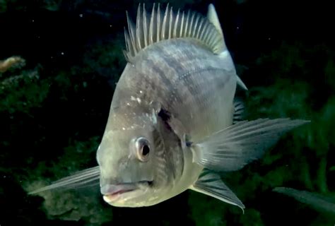 black seabream acanthopagrus schlegeli